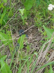 Coluber constrictor foxii