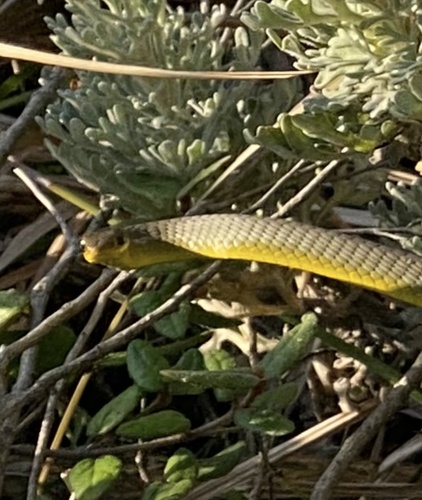 Common Tree Snake sighting