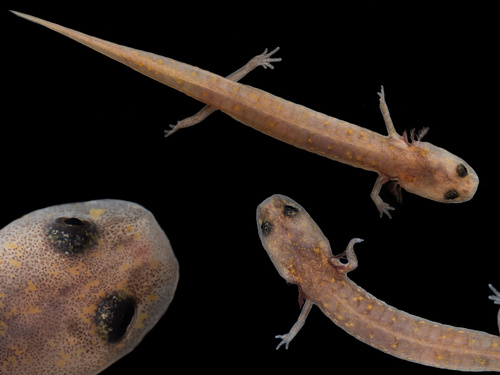 Fern Bank Salamander, Eurycea pterophila