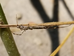 Tetragnatha elongata