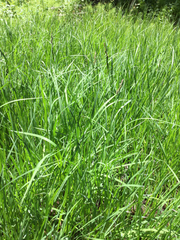 Carex aquatilis