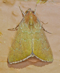 Anomis illita