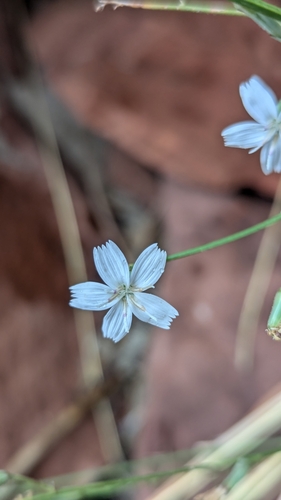 Image of Stephanomeria tenuifolia by (c) Darrin Gobble, some rights reserved (CC BY)