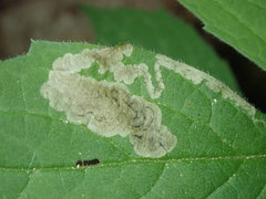 Liriomyza limopsis