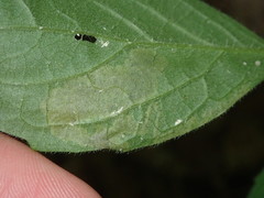 Liriomyza limopsis
