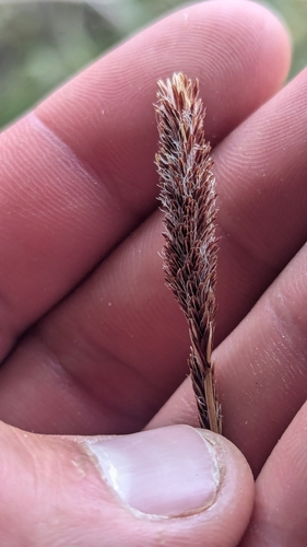 Image of Carex curatorum by (c) Darrin Gobble, some rights reserved (CC BY)
