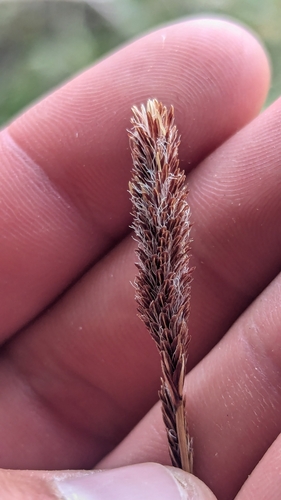 Image of Carex curatorum by (c) Darrin Gobble, some rights reserved (CC BY)