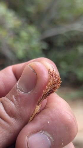 Image of Carex curatorum by (c) Darrin Gobble, some rights reserved (CC BY)