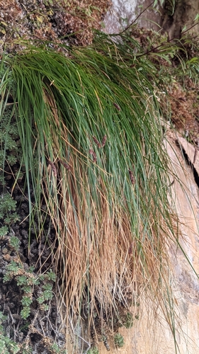 Image of Carex curatorum by (c) Darrin Gobble, some rights reserved (CC BY)