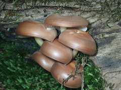 Agrocybe firma