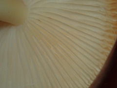 Agrocybe firma