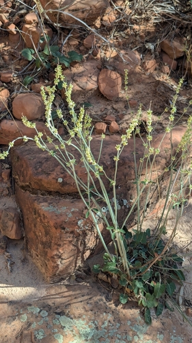 Image of Eriogonum zionis by (c) Darrin Gobble, some rights reserved (CC BY)