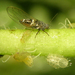 Potato Psyllid - Photo (c) Andrew Jensen, some rights reserved (CC BY-NC-SA)