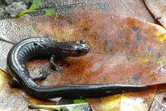 Plethodon elongatus