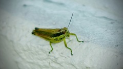 Paroxya