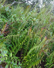 Drynaria pleuridioides