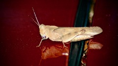 Spharagemon crepitans