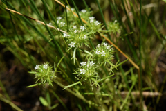 Navarretia intertexta