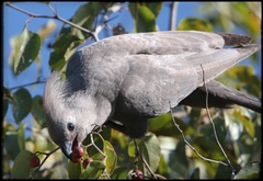 Corythaixoides concolor bechuanae