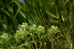 Navarretia intertexta