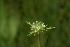Navarretia intertexta
