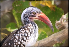 Southern Red-Billed Hornbill photo 2