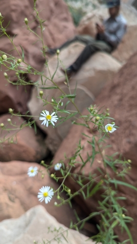 Image of Symphyotrichum welshii by (c) Darrin Gobble, some rights reserved (CC BY)