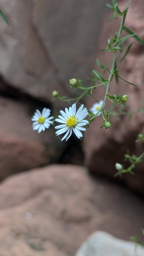 Image of Symphyotrichum welshii by (c) Darrin Gobble, some rights reserved (CC BY)