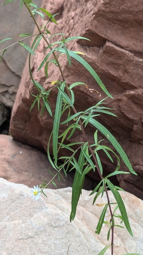 Image of Symphyotrichum welshii by (c) Darrin Gobble, some rights reserved (CC BY)
