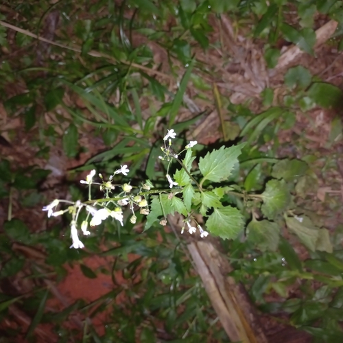 Image of Cardenala Azul by (c) Patrícia Mees, some rights reserved (CC BY)