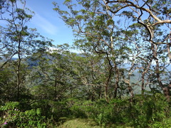 Eucalyptus urophylla