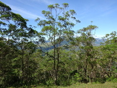 Eucalyptus urophylla