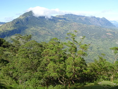 Eucalyptus urophylla