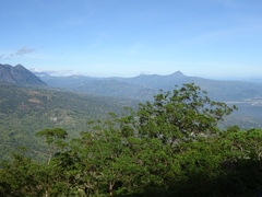 Eucalyptus urophylla