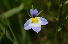 Porterella carnosula