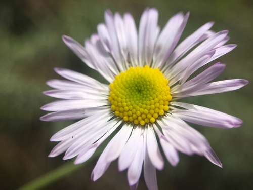 Erigeron filifolius · BioDiversity4All