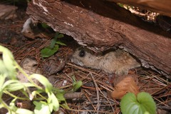Neotoma mexicana mexicana