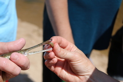 Lepisosteus platostomus