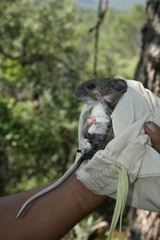 Neotoma mexicana mexicana
