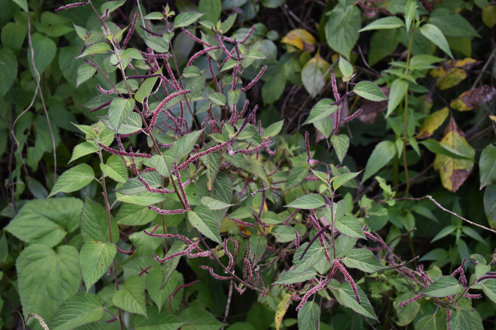 Acalypha ocymoides Kunth 4