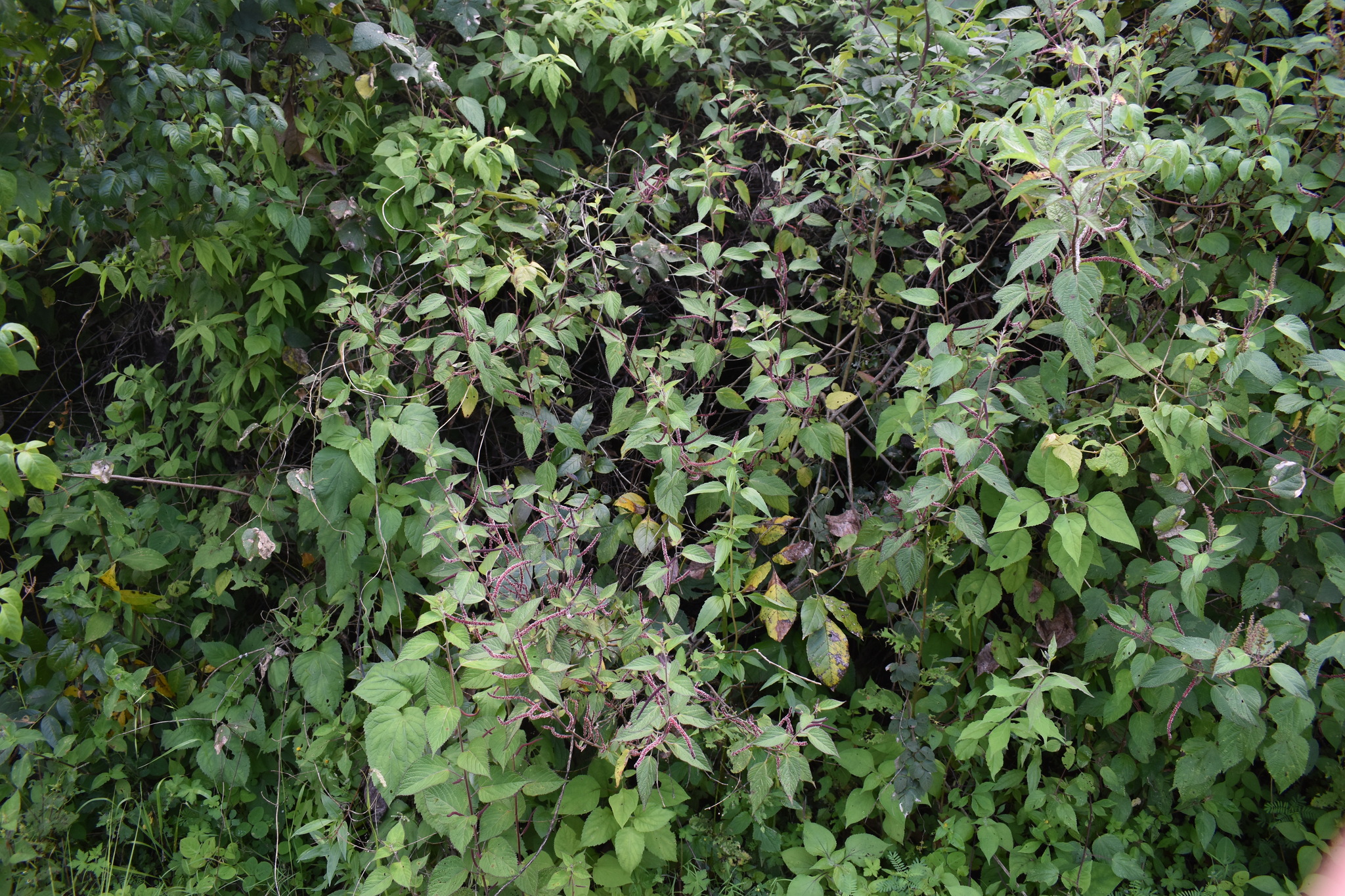 Acalypha ocymoides Kunth 3