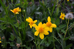 Arnica sororia