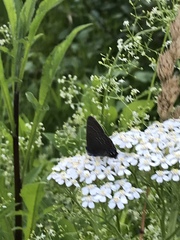 Satyrium
