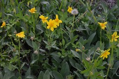 Arnica sororia