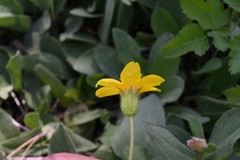 Arnica sororia