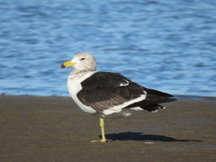 Larus atlanticus