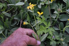 Arnica sororia