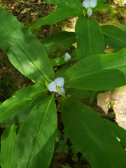 Commelina virginica