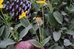 Arnica sororia