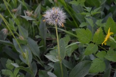 Arnica sororia